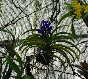 In Pregetter's Orchideengarten