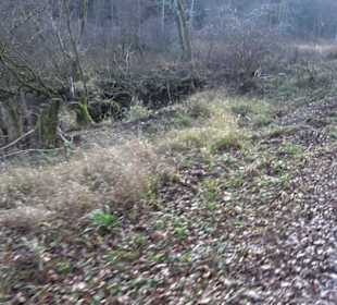 Schönbuch Schaichtal