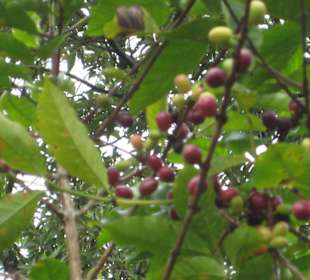 Kaffeebaum