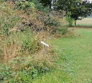 Schaugarten Eninger Weide