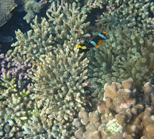 Unterwasserwelt Musandam