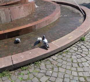 Sebastian-Münster-Brunnen