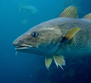 Atlanterha vs parken Aquarium