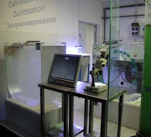 Aquaviva - Quallenzucht