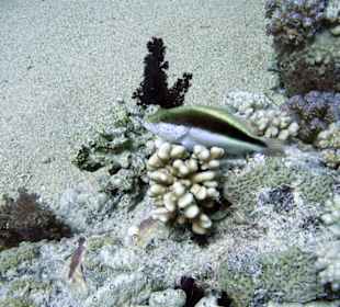 Nurkowanie w Sharm el Sheikh - podwodne życie