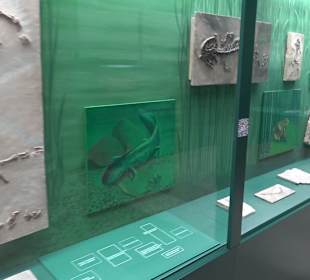 Staatliches Naturkunde Museum