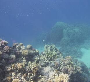 Schnorcheln Makadi Bay