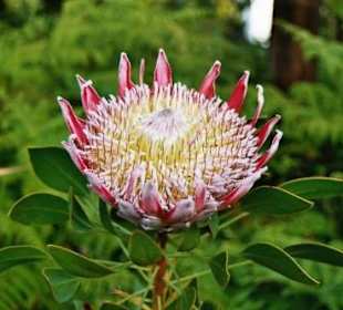 Protea die Nationalblume von Südafrika