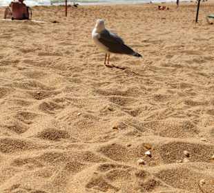 Praia de Nossa Senhora da Rocha