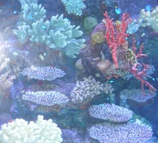 Röhren Aquarium Antalya 