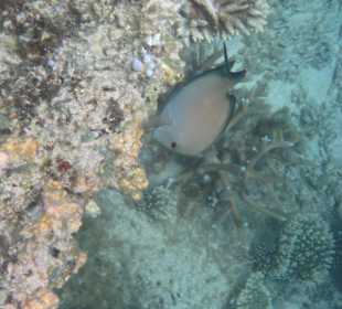 Veranda Palmar Schnorcheln