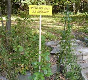 Píchlavá past pro Růženku