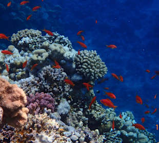 Vielfältiges Riff mit Fahnenbarschen