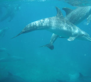 Traumhaft - Delfinausflug Mai 2014