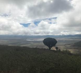 Ngorogoro