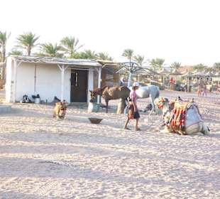 Kamelreiten am Strand