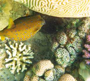 Gelbbrauner Kofferfisch