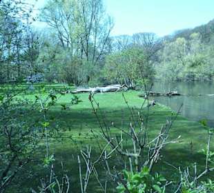 Zoo - Teich mit Pelikanen