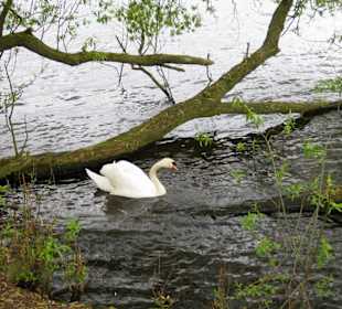 Schwan auf der Alster