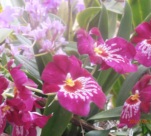 Orchideen
