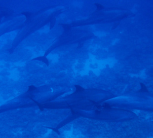 Cleopatra Service/Travel, Hurghada - El Gouna