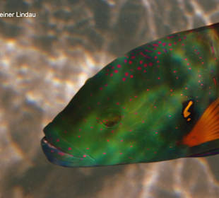 Besenschwanz-Prachtlippfisch