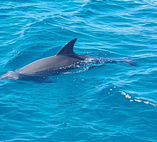 Delfin Tour Hurghada
