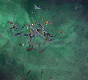 Heiko sei Dank Bilder Oman Fjord Dhaufahrt