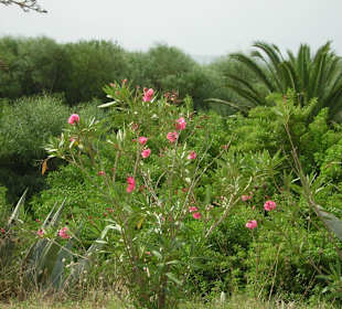 Wunderschöne Gartenanlage