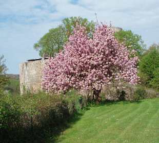 Die Burg Blankenberg