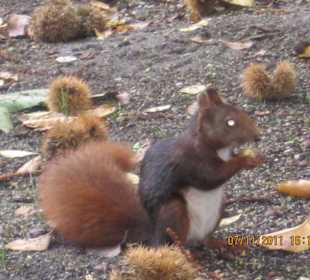 Sruirrel in botanic Garden, Madrid, Spain