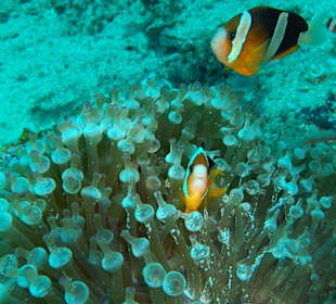 Nemos...