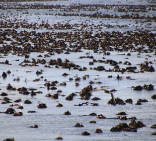 ...mit viel Schlick..