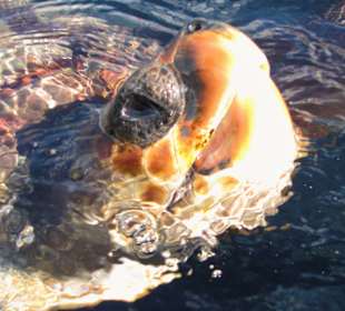 Hafen Morro Jable Schildkrötenaufzuchtstation