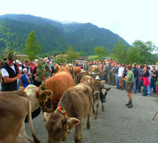 Alpabtrieb / Au / Vorarlberg Österreich