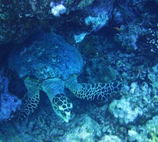 Direkt am Hausriff Meeresschildkröte