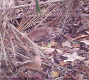 Ausflug mit Mario von Edelweiss Tours