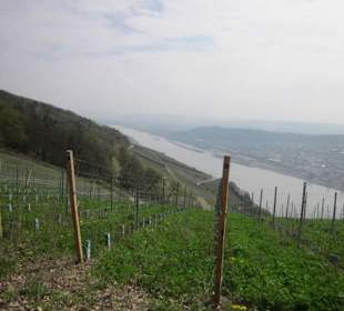 Osteinscher Landschaftspark Weinberge