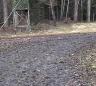 Rundwanderung durch den Rauhen Rammert Hemmendorf