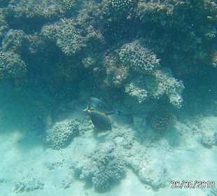 Schnorcheln Sahl Hasheesh