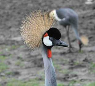 Serengeti Park Hodenhagen