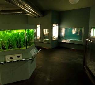 Aquarium im Keller des Landesmuseums