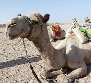 Ein lächelndes Kamel/Wüsten-Safari