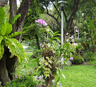 Gblühende Zone im Park