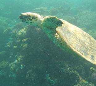 Schnorcheln Abu Dabab