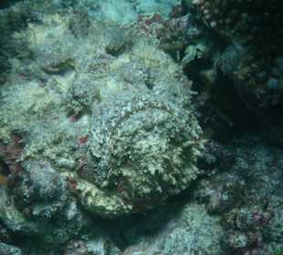 Perfekt getarnt am Riff des Hotel Madoogali