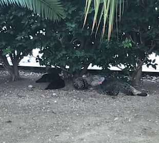 Stadtrundgang Manavgat - Kizilagac