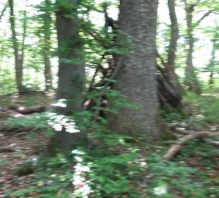 Beurener Fels-Hütte