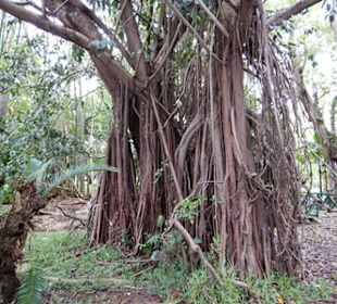 Botanischer Garten Pamplemousses