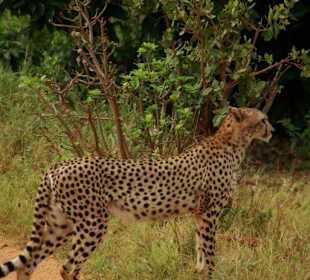 Gepard
